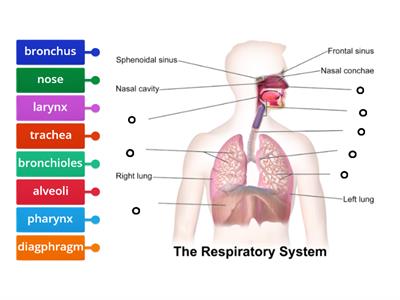 Labelled diagram respiratory system - Teaching resources