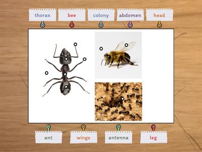 B1 Lesson 02 - Insects 2 