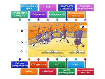 Electron Transport chain and Chemiosmosis