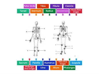 Skeletal system- Level 3 Beauty Therapy Massage