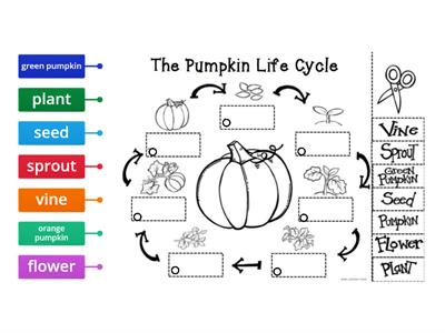 Life Cycle of a Pumpkin