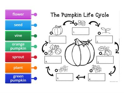 Life Cycle of a Pumpkin