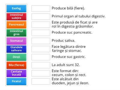 Exerciții - Sistemul digestiv la om