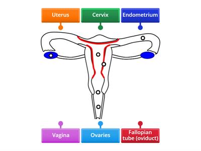  Female reproductive system SPHE