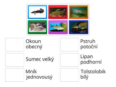 Sladkovodní ryby DOD