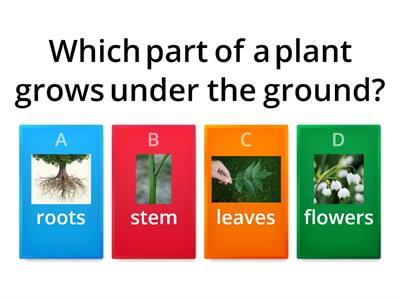 what are some parts of plants?