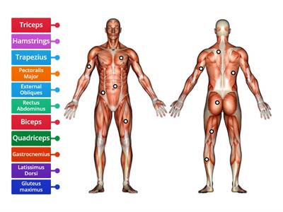 Muscles Labeling Basic
