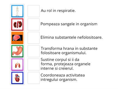 Corpul uman:  curiozitati de clasa I