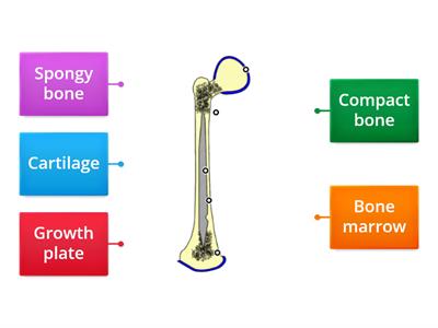 HSCare Unit 4 - Vertical bone