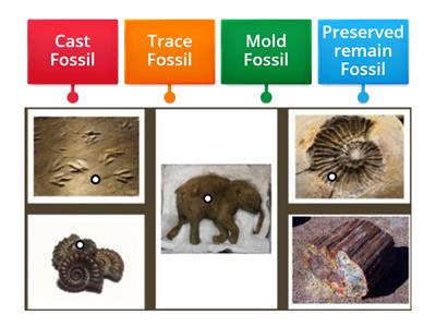 4 Types of Fossils