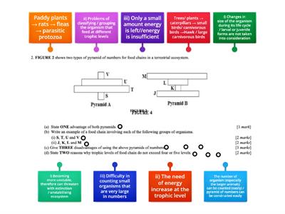 Pyramid of numbers (Terrestrial ecosystem)