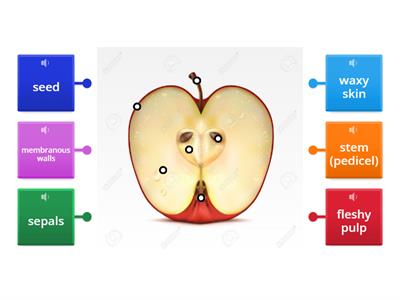 Science Book 5/The apple - parts of a fruit