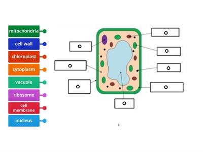 plant cell 