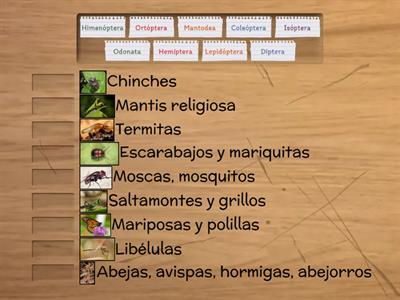 Órdenes de los insectos