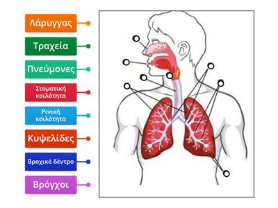 (4.4 Βιολογία Α γυμ.) Το αναπνευστικό σύστημα του ανθρώπου