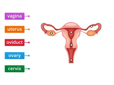 Functions of the Female Reproductive System