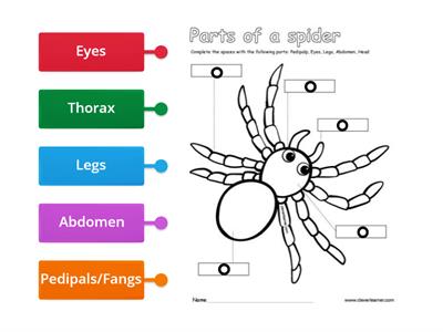 Spider Labeling