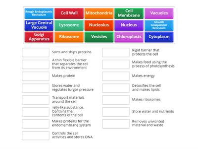 Organelles and functions