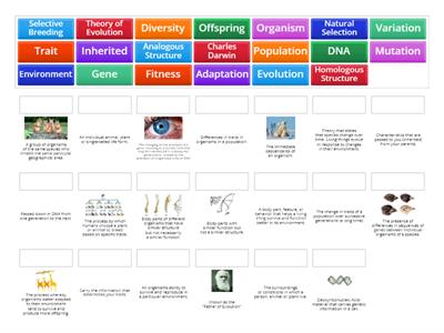 Evolution and Genetics Matching Game