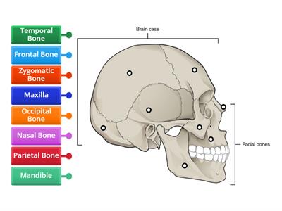 Bone of the Skull