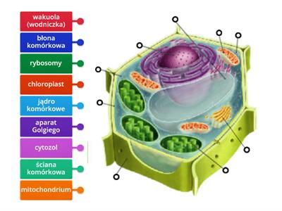 Budowa komórki roślinnej