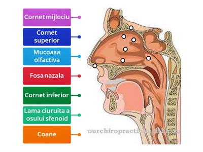  Nasul - anatomie