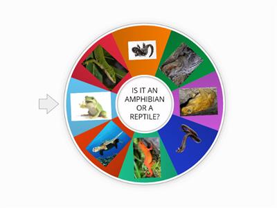 AMPHIBIANS AND REPTILES