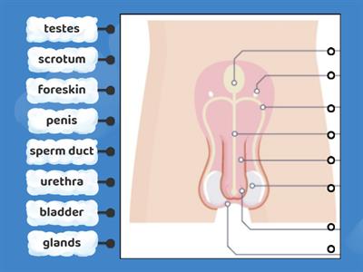 Male reproductive system front view