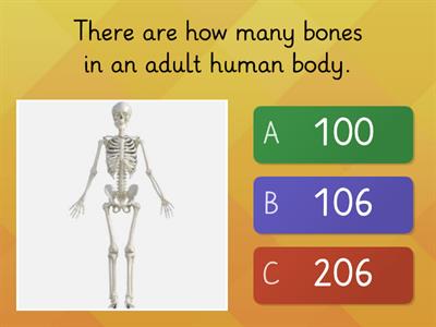 The Skeletal System