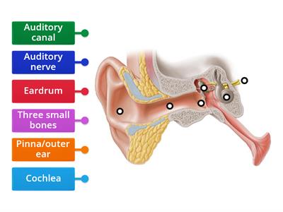 Hearing. Parts of ear