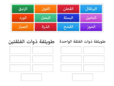 طائفة مغطاة البذور