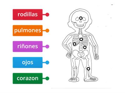 El Cuerpo Humano