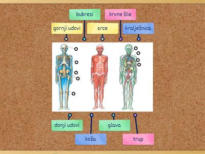 Ljudsko tijelo
