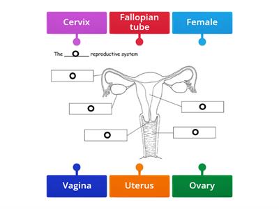 Female reproductive system - Homestead
