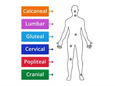 Anatomical Terms (Posterior View)