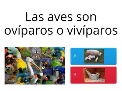 Características de las aves 