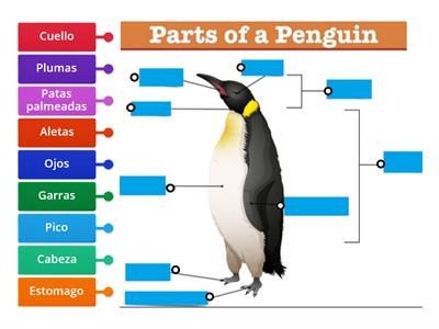 Partes del pinguino