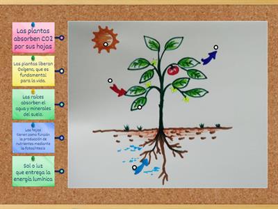 Fotosintesis 6ºC