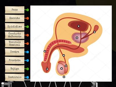Sistema Reproductor Masculino