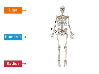 Skeleton Assessment (5th Grade)
