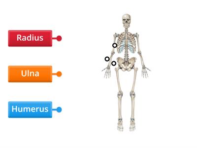 Skeleton Assessment (5th Grade)