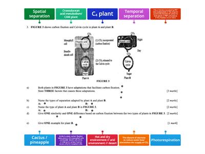 Carbon fixation in differernent type of plants 