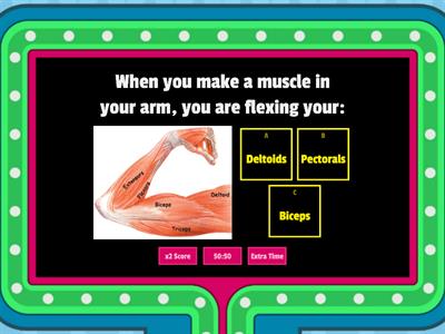 The Muscular System