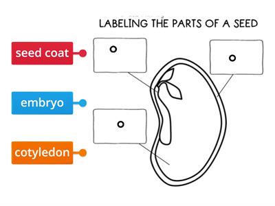 Parts of a Seed
