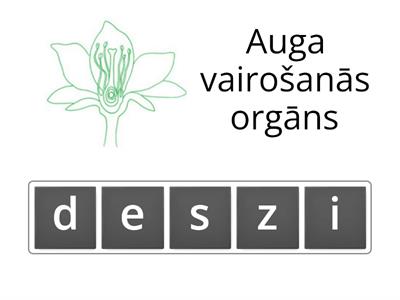 Zieds- auga vairošanās orgāns.