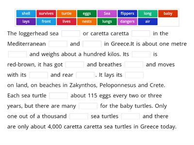 Caretta-Caretta