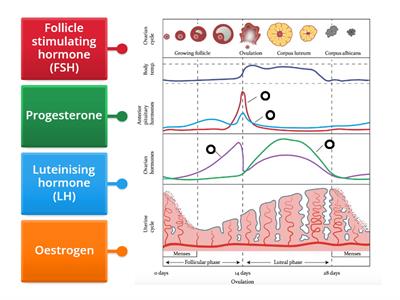 Menstrual cycle hormone labelling