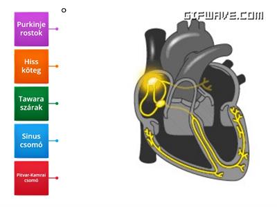 Gombostű - Szív ingerképző-vezető rendszere