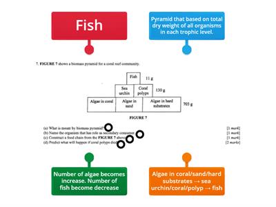 Biomass pyramid of a coral reef community 