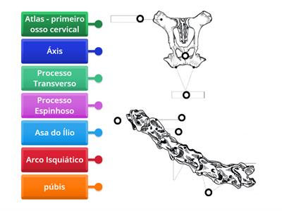 Coluna Cervical e Ísquio 